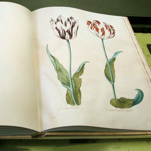 replica het Tulpenboek